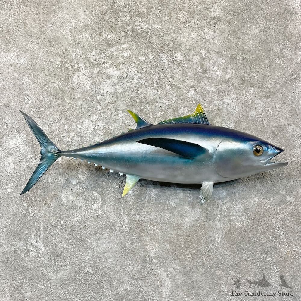 Bigeye Tuna Fish Mount For Sale #27829 - The Taxidermy Store