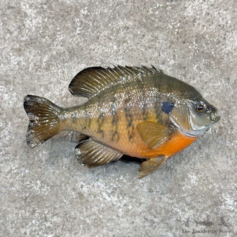 Bluegill Fish Mount For Sale #30276 @ The Taxidermy Store