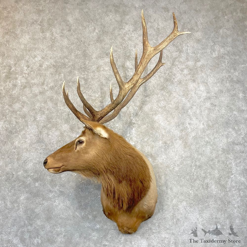 Rocky Mountain Elk Shoulder Mount For Sale #24936 @ The Taxidermy Store