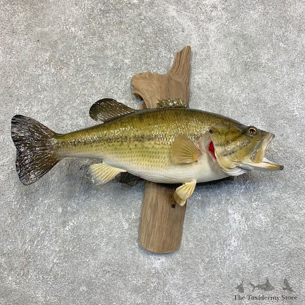 Largemouth Bass Fish Mount For Sale #21807 @ The Taxidermy Store