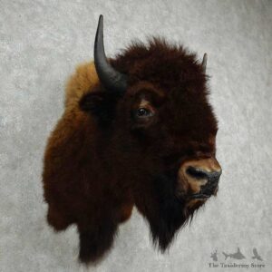 American Buffalo Shoulder Mount For Sale #16973 @ The Taxidermy Store
