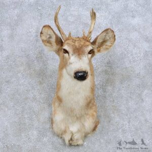 Piebald Whitetail Deer Shoulder Mount For Sale #14082 @ The Taxidermy Store