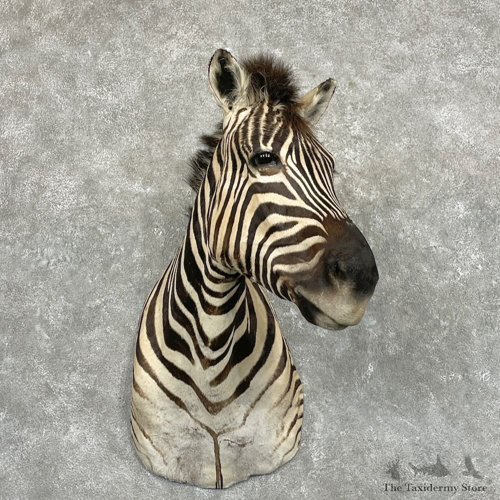 African Burchell's Zebra Shoulder Mount For Sale #27411 @ The Taxidermy Store
