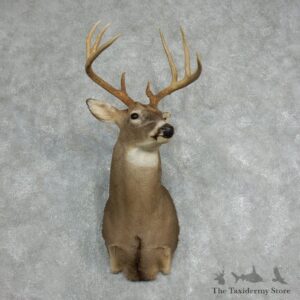 Whitetail Deer Taxidermy Shoulder Mount For Sale #18064 @ The Taxidermy Store