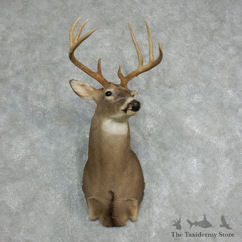 Whitetail Deer Taxidermy Shoulder Mount For Sale #18064 @ The Taxidermy Store