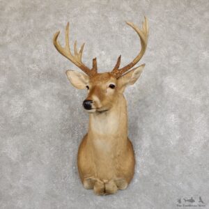 Whitetail Deer Shoulder Mount #19552 For Sale - The Taxidermy Store