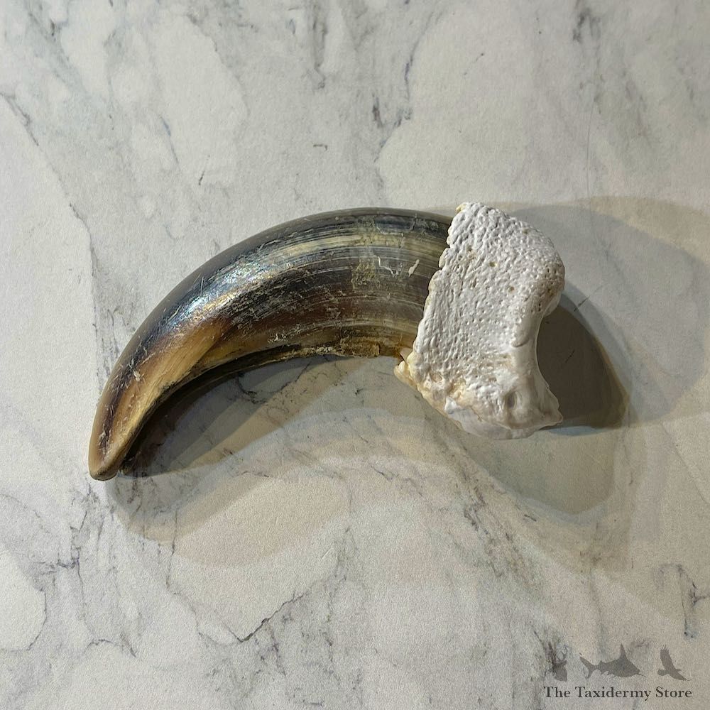 Grizzly Bear Claw For Sale #26019 @ The Taxidermy Store