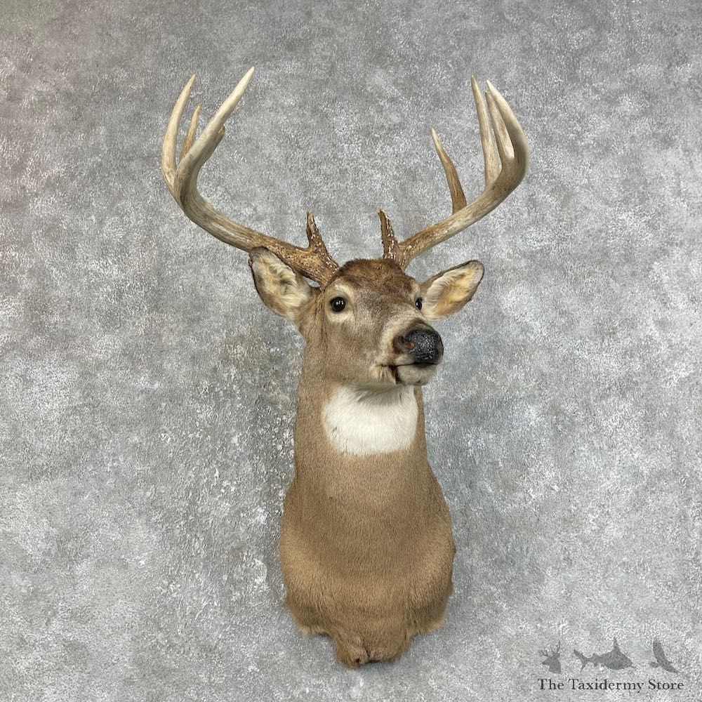 Whitetail Deer Taxidermy Shoulder Mount For Sale #25836 @ The Taxidermy Store