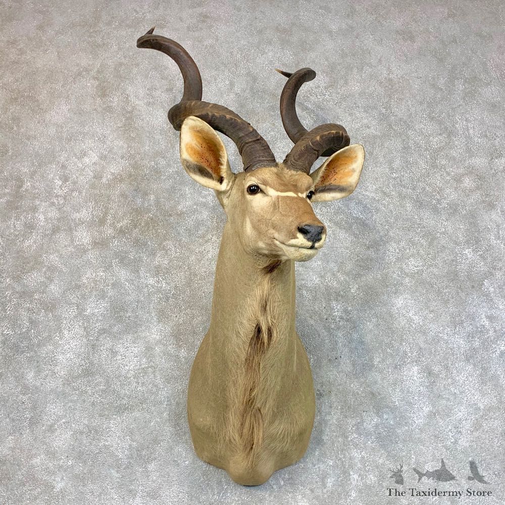 Greater Kudu Shoulder Mount For Sale #22778 @ The Taxidermy Store