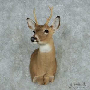 Whitetail Deer Shoulder Mount #13641 For Sale @ The Taxidermy Store