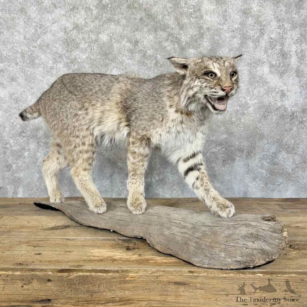 Bobcat Life-Size Mount For Sale #31568 @ The Taxidermy Store