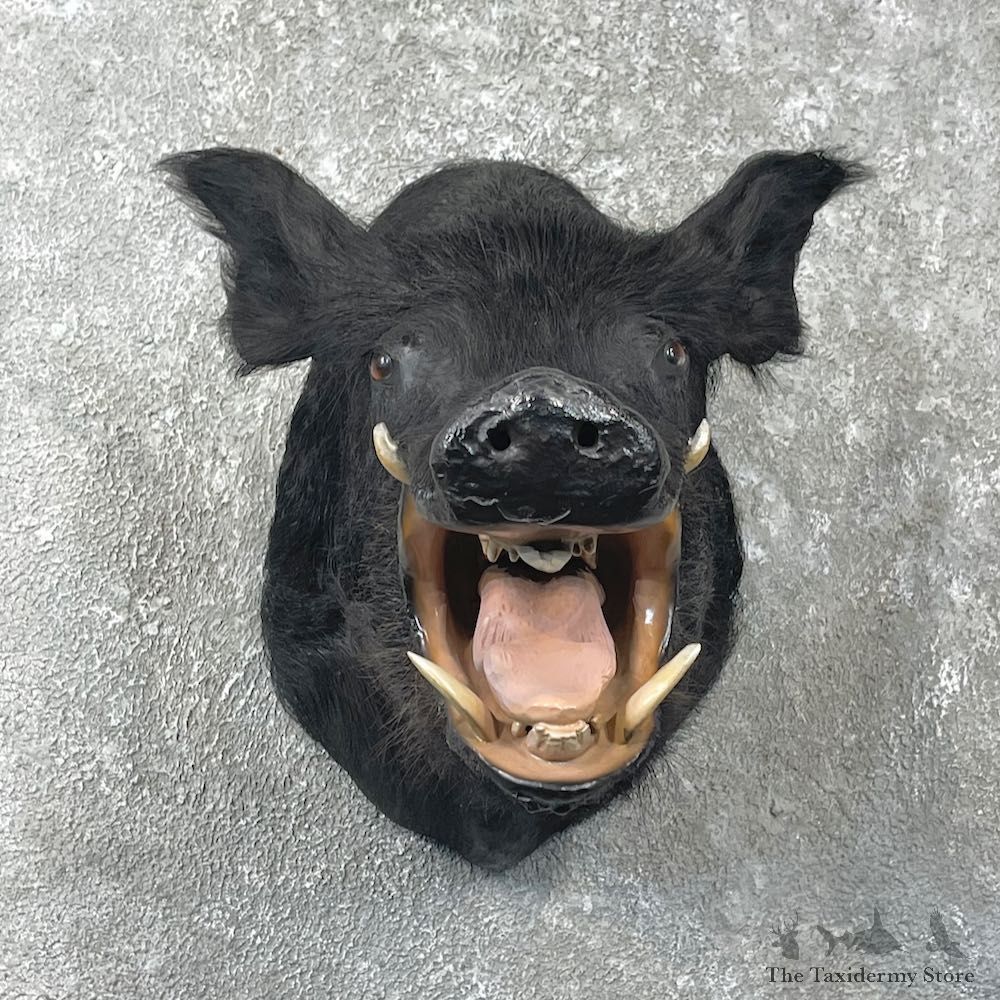 Wild Boar Shoulder Mount For Sale #26049 @ The Taxidermy Store