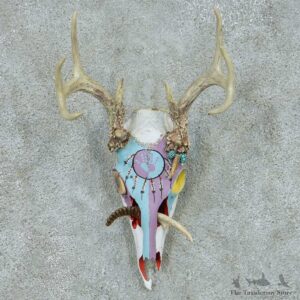 Whitetail Deer Skull Antlers European Mount #13663 For Sale @ The Taxidermy Store