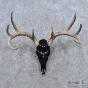 Whitetail Deer Skull Antler European Mount For Sale #15634 @ The Taxidermy Store