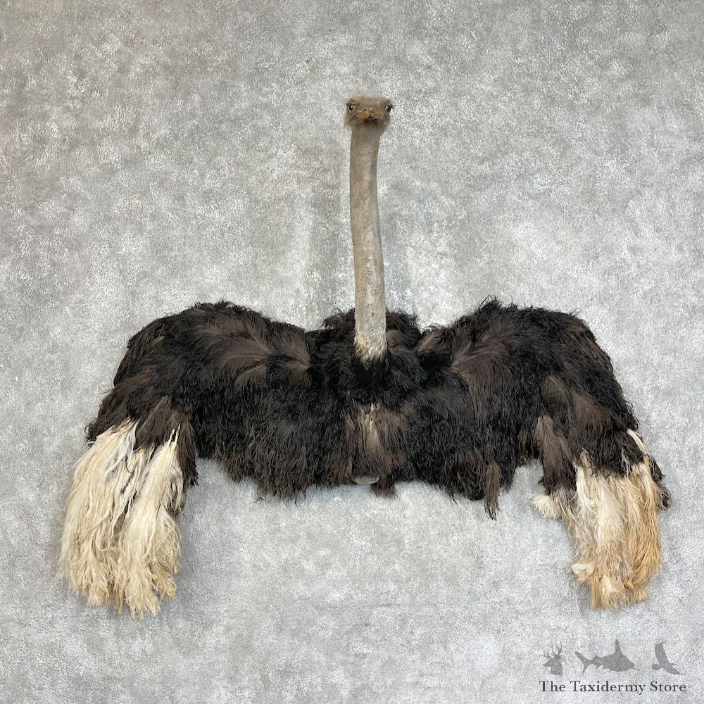 Ostrich Half-Life-Size Mount For Sale #25726 @ The Taxidermy Store