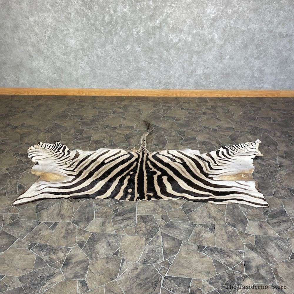 African Zebra Back Hide For Sale #25365 @ The Taxidermy Store