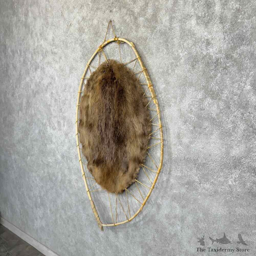 North American Beaver Stretched Hide Hoop For Sale #32302 @ The Taxidermy Store