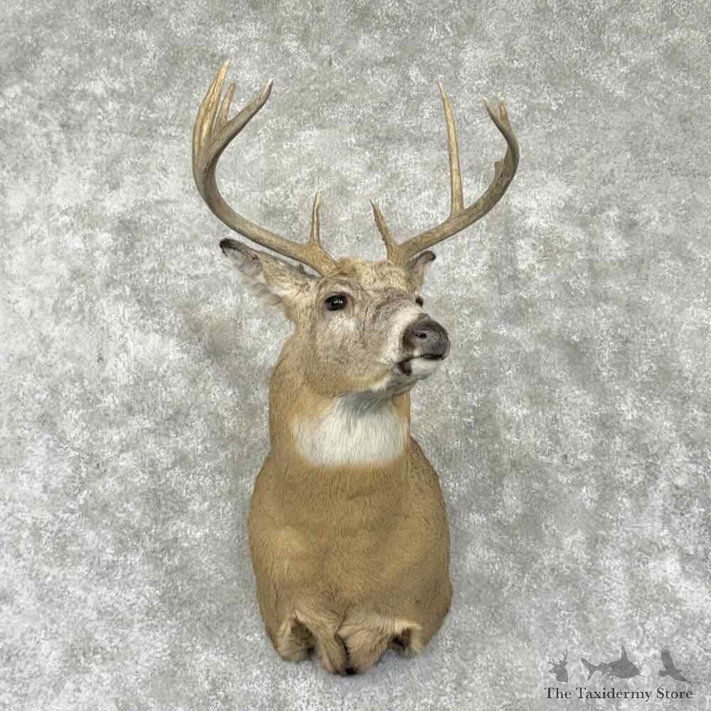 Whitetail Deer Shoulder Mount For Sale #31650 @ The Taxidermy Store