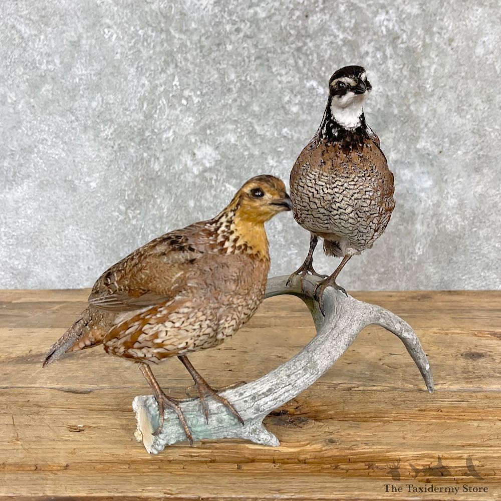 Bobwhite Quail Pair Bird Mount For Sale #27163 @ The Taxidermy Store