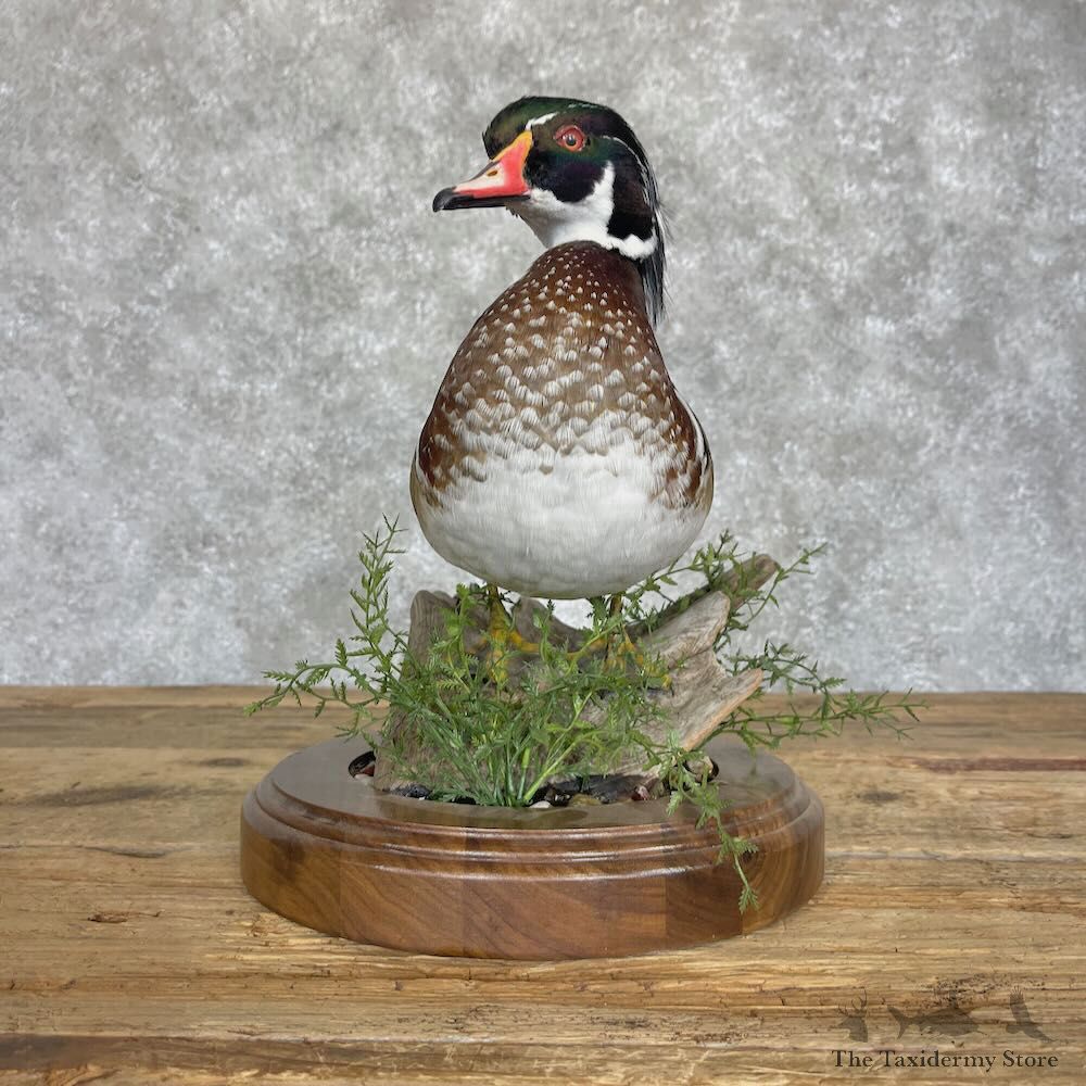 Wood Duck Bird Mount For Sale #28537 - The Taxidermy Store