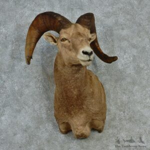Bighorn Ram Shoulder Taxidermy Mount M1 #12819 For Sale @ The Taxidermy Store