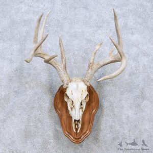 Whitetail Deer Skull Horn Taxidermy Mount For Sale #13956 @ The Taxidermy Store