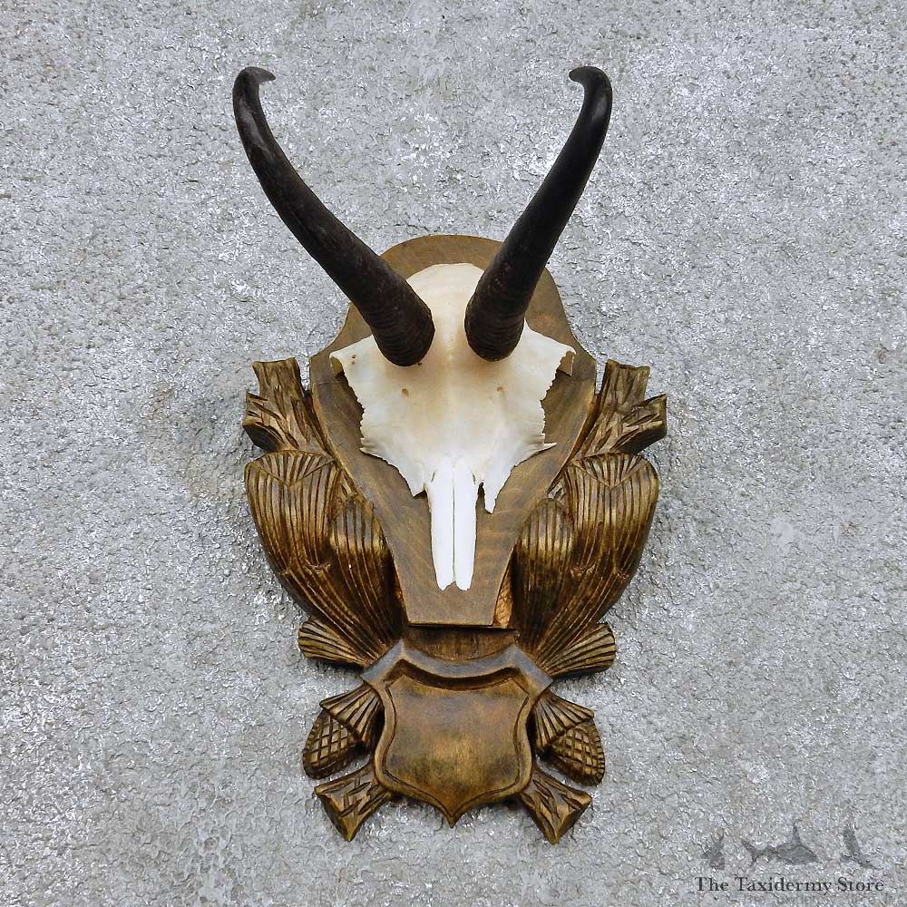 Chamois Skull Cap & Horn Mount For Sale #14446 @ The Taxidermy Store