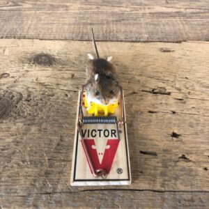 Mouse Trap Novelty Mount For Sale #19894 @ The Taxidermy Store