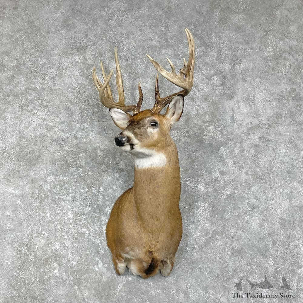 Whitetail Deer Shoulder Mount #26215 For Sale - The Taxidermy Store