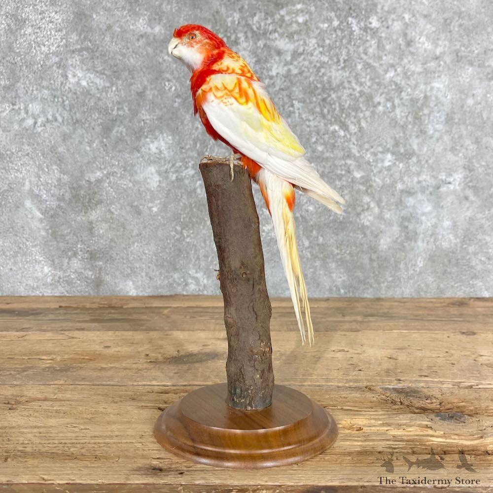 Rubino Rosella Mount For Sale #27960 @ The Taxidermy Store