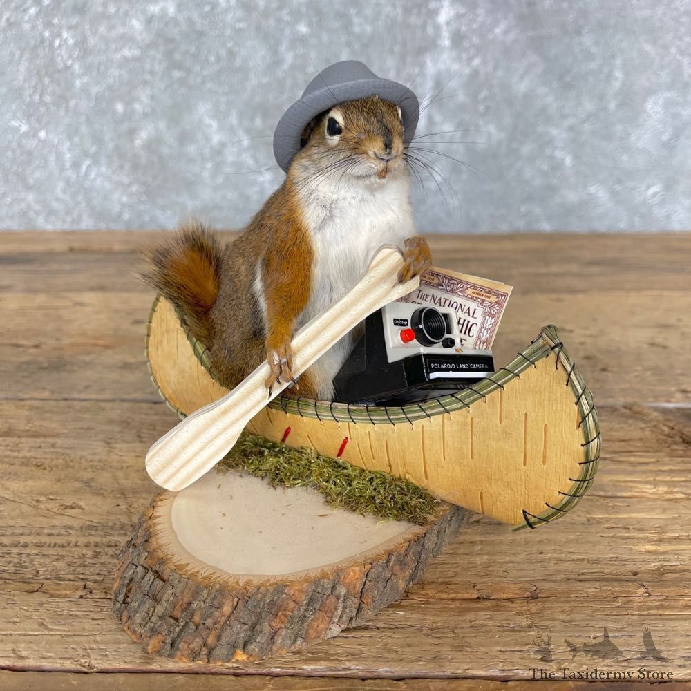 Canoe Hipster Squirrel Novelty Mount For Sale #24436 @ The Taxidermy Store
