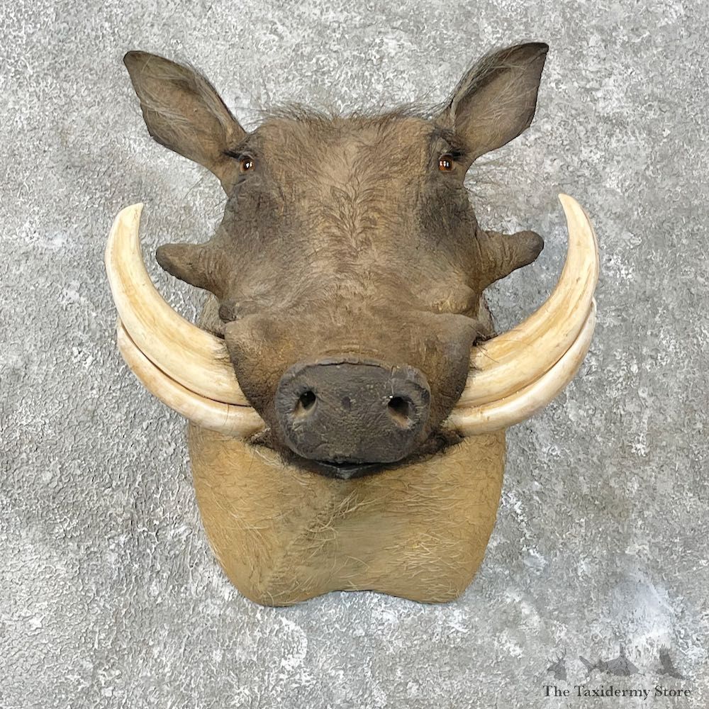 African Warthog Shoulder Mount For Sale #26811 @ The Taxidermy Store