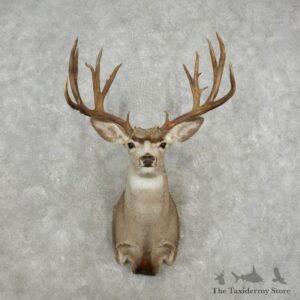 Mule Deer Taxidermy Shoulder Mount For Sale #17413 @ The Taxidermy Store