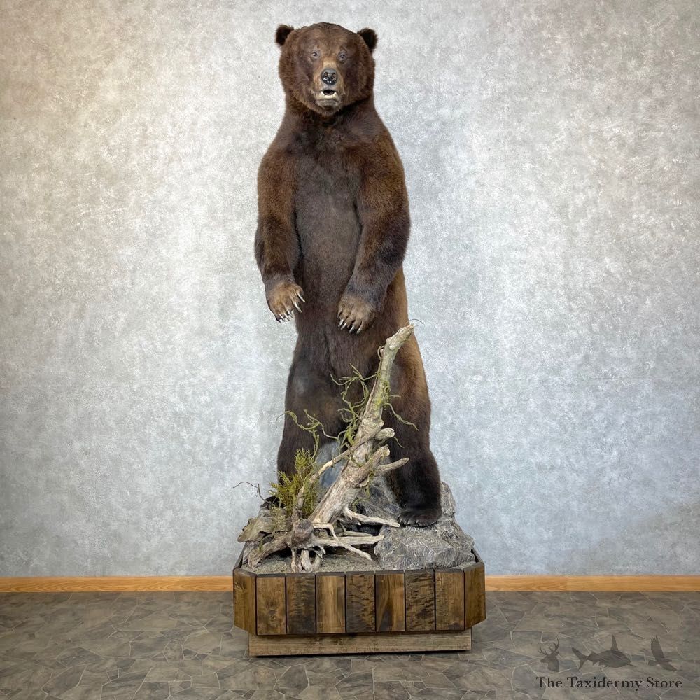 Kodiak Brown Bear Life Size Taxidermy Mount For Sale #24475 @ The Taxidermy Store