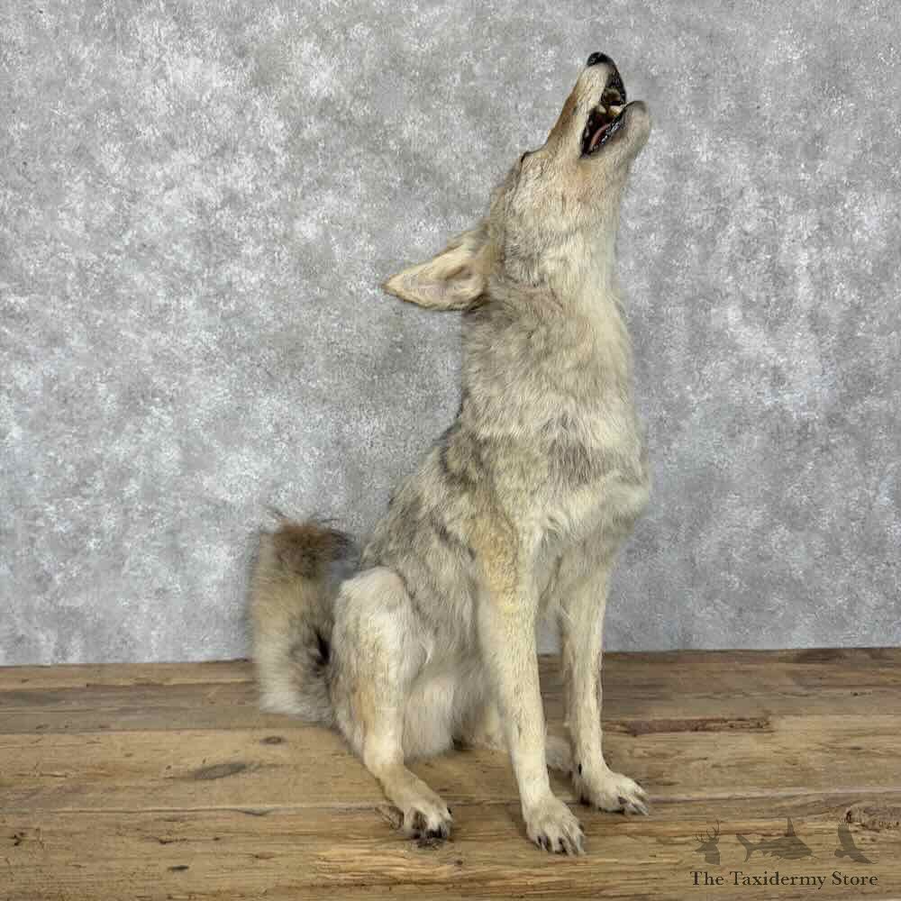 Coyote Life-Size Mount For Sale #30802 @ The Taxidermy Store