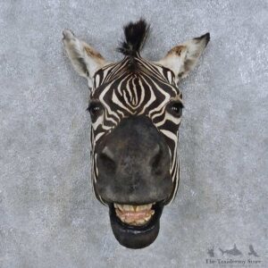 African Zebra Head Mount For Sale #14695 @ The Taxidermy Store