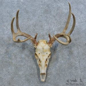 Whitetail Deer Skull Antler European Mount For Sale #15371 @ The Taxidermy Store