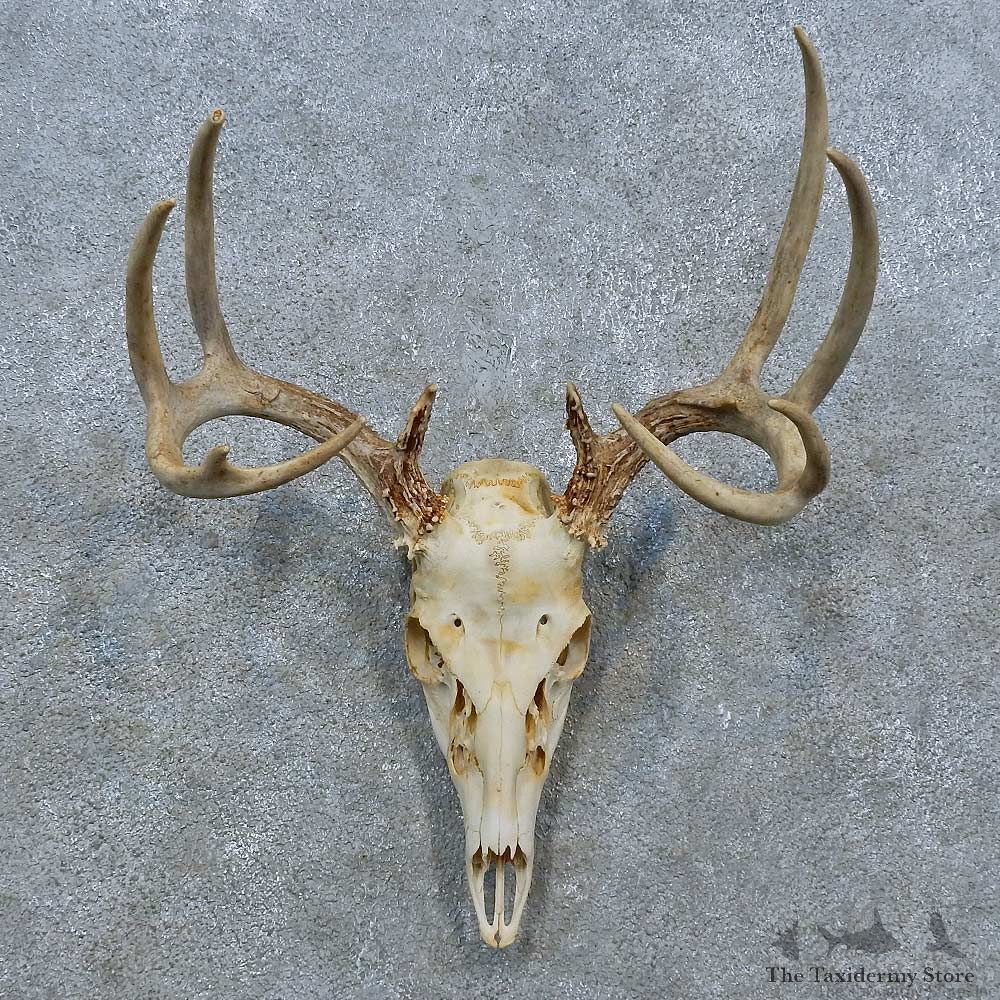 Whitetail Deer Skull Antler European Mount For Sale #15371 @ The Taxidermy Store
