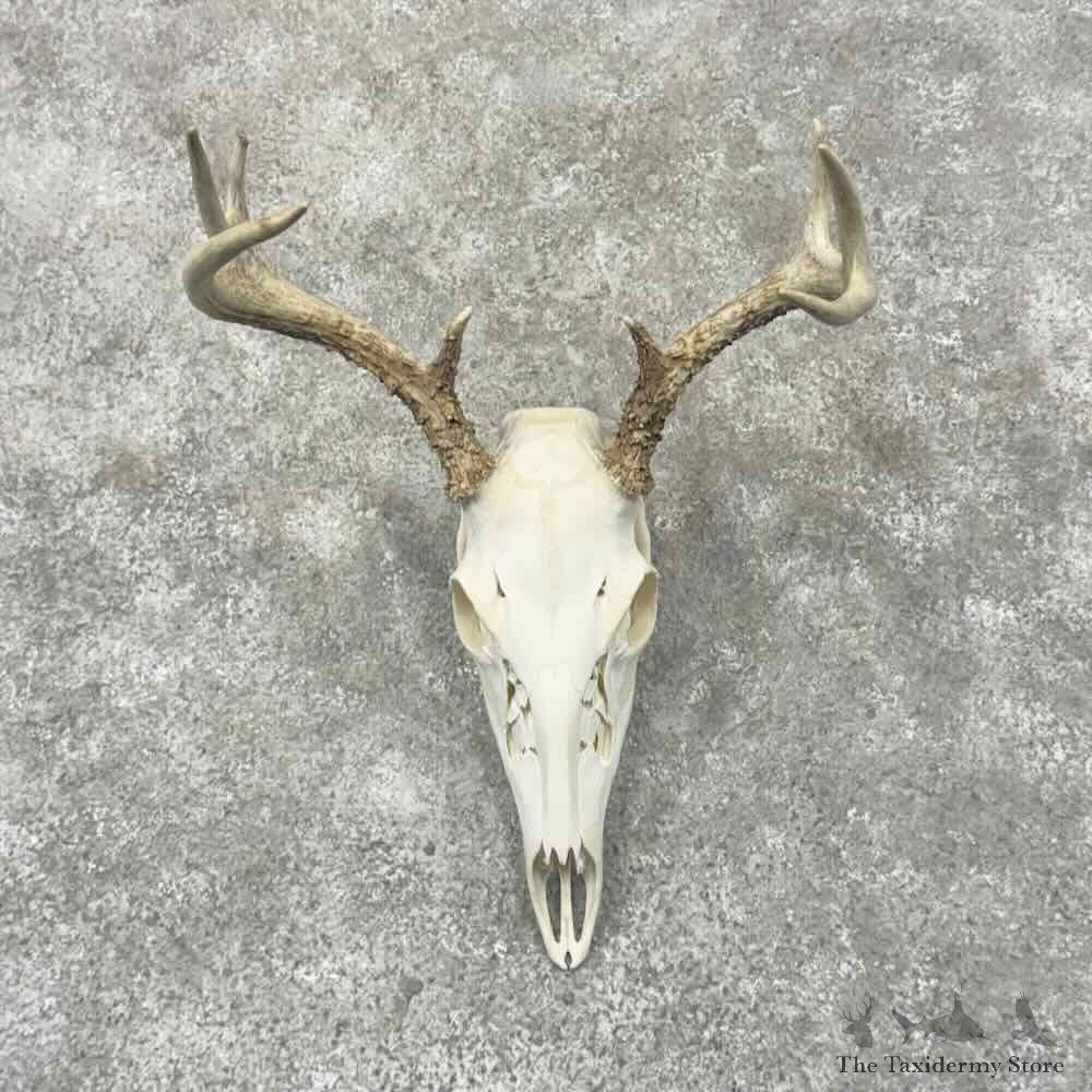 Whitetail Deer Skull European Mount For Sale #32154 @ The Taxidermy Store