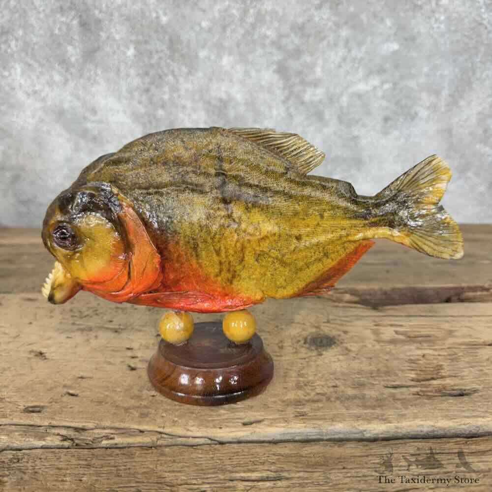 Red Bellied Piranha Fish Mount For Sale #31591 @ The Taxidermy Store