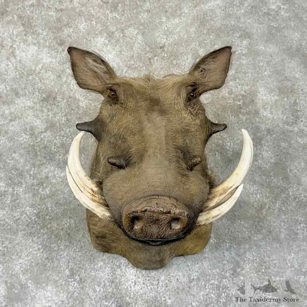 African Warthog Shoulder Mount For Sale #31336 @ The Taxidermy Store
