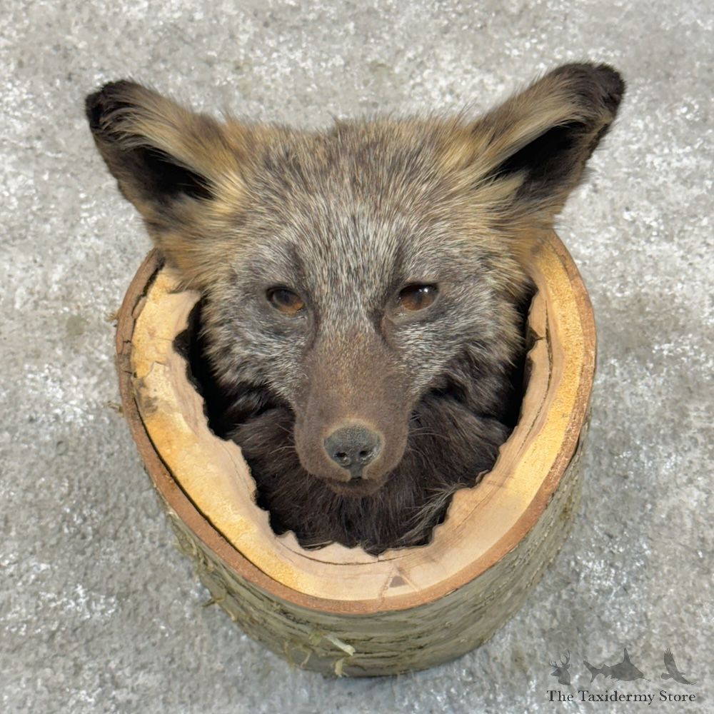 Silver Fox Head Mount For Sale #29692 @ The Taxidermy Store