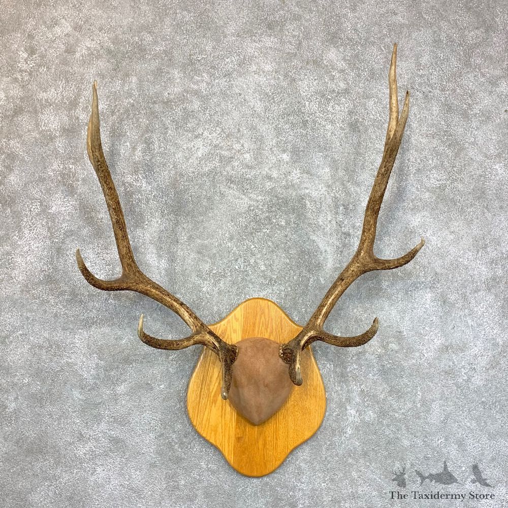 Rocky Mountain Elk Plaque Mount For Sale #23618 @ The Taxidermy Store