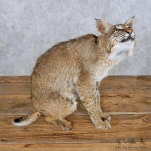 Sitting Bobcat Mount For Sale #14982 @ The Taxidermy Store