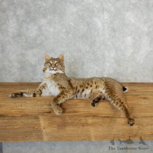 Bobcat Life-Size Mount For Sale #17821 @ The Taxidermy Store