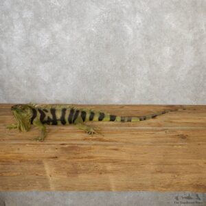 Green Iguana Mount For Sale #19086 @ The Taxidermy Store
