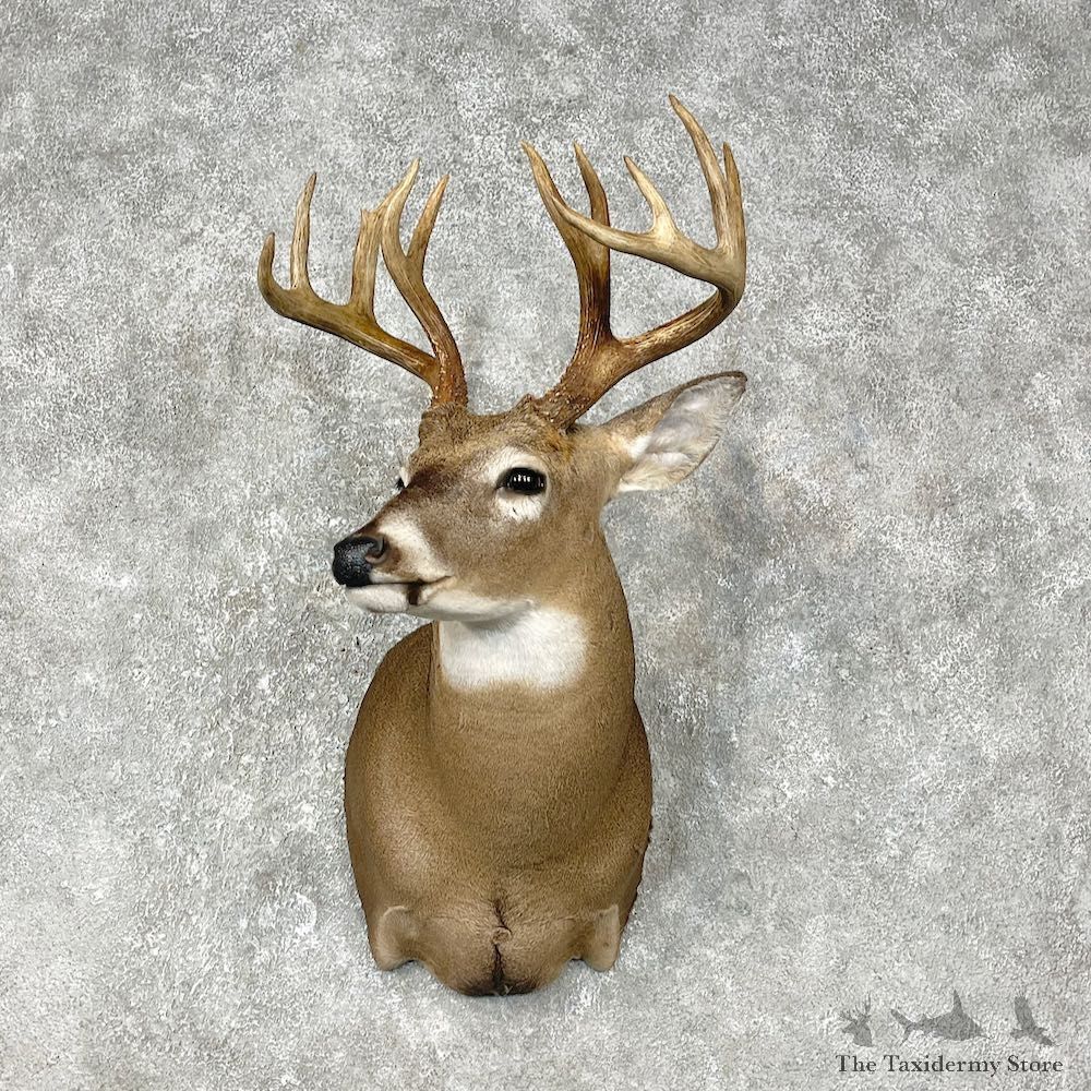 Whitetail Deer Shoulder Mount #25398 For Sale - The Taxidermy Store
