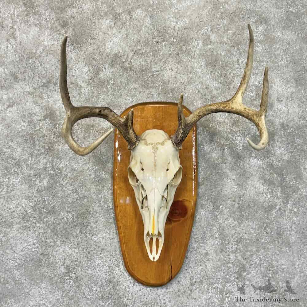Whitetail Deer Skull European Mount For Sale #30533 @ The Taxidermy Store