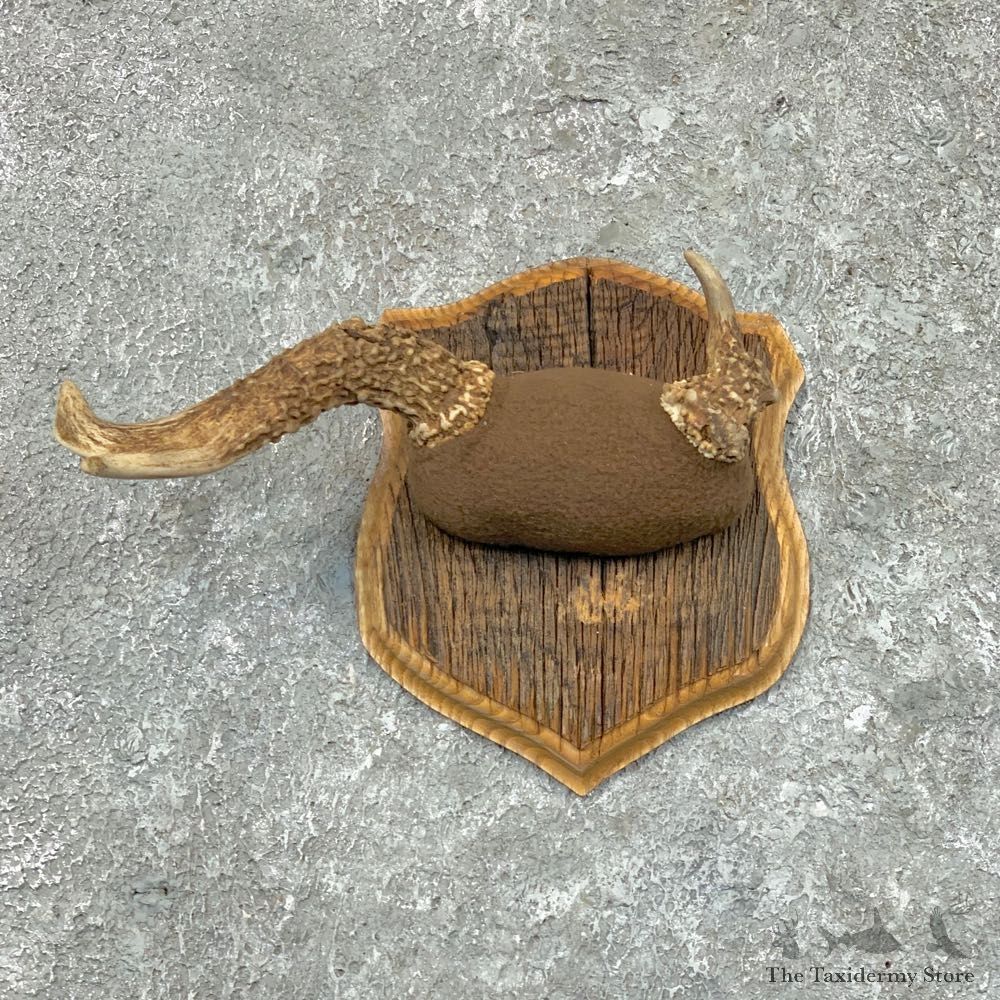 Whitetail Deer Antler Plaque Mount For Sale #22677 @ The Taxidermy Store