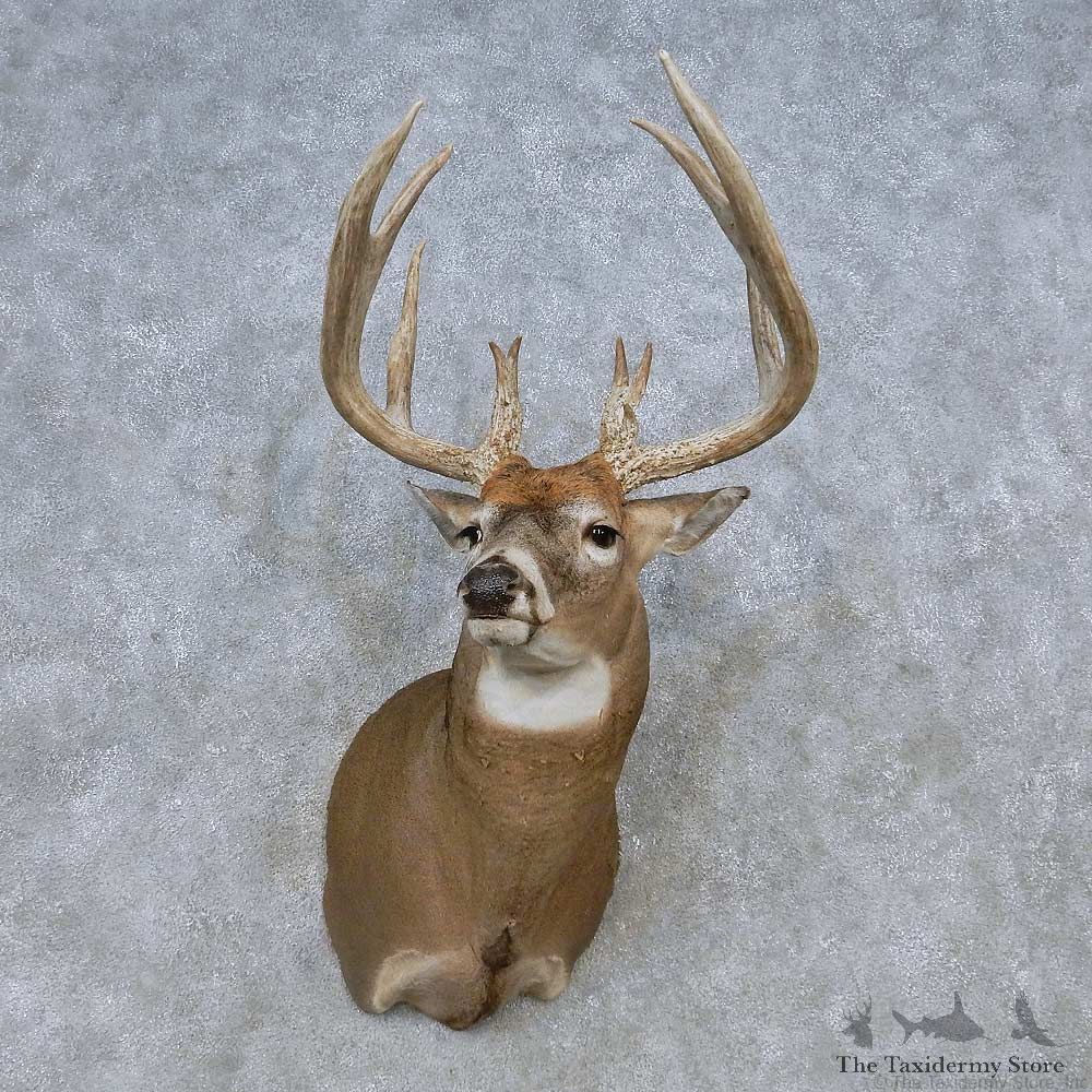 Whitetail Deer Shoulder Mount For Sale #14790 @ The Taxidermy Store